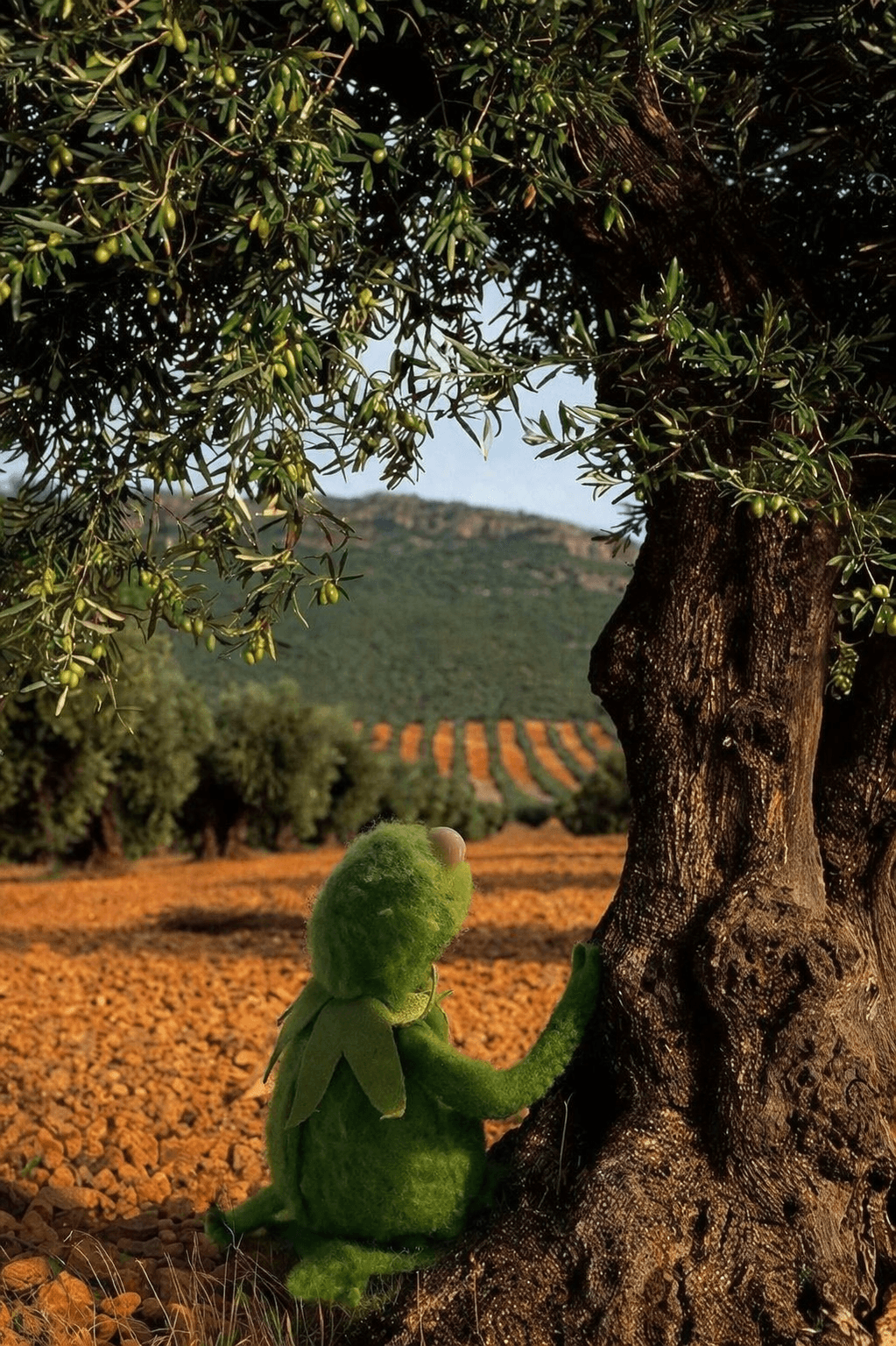 Lo que no te cuentan: El aceite de oliva que ya no puedo comprar