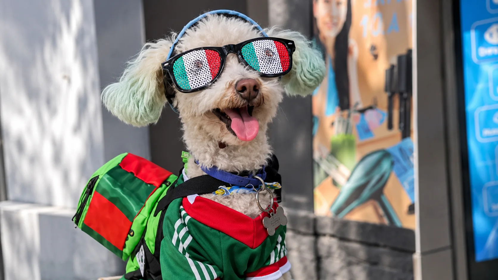 Osito: El perro callejero que se robó el Mundial sin pagar entrada